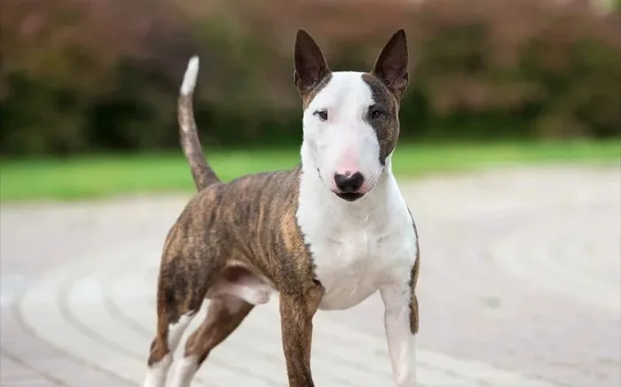 Bulldog — Bull Terrier