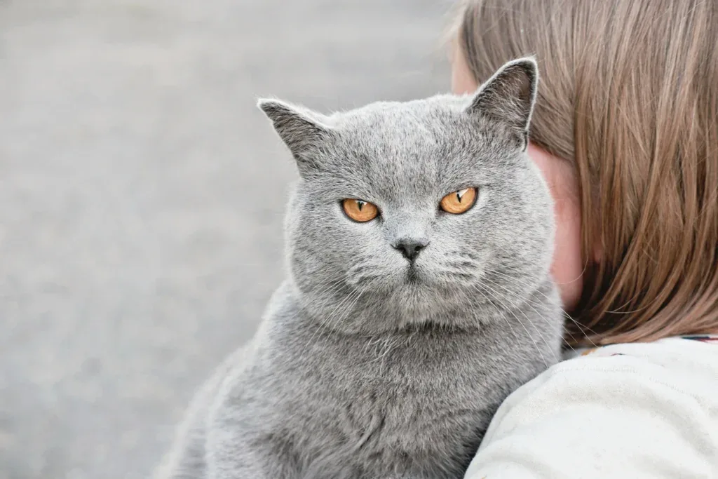 assads — American Shorthair