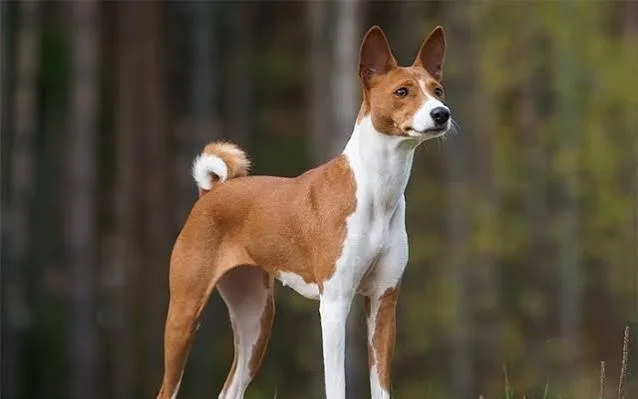 test — Basenji