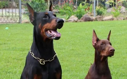 köpek saldırganlığı