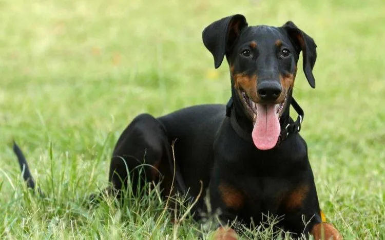 Doberman — Afgan Tazısı