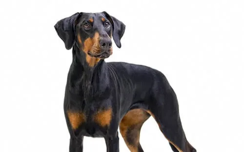 Doberman küçük görsel 3