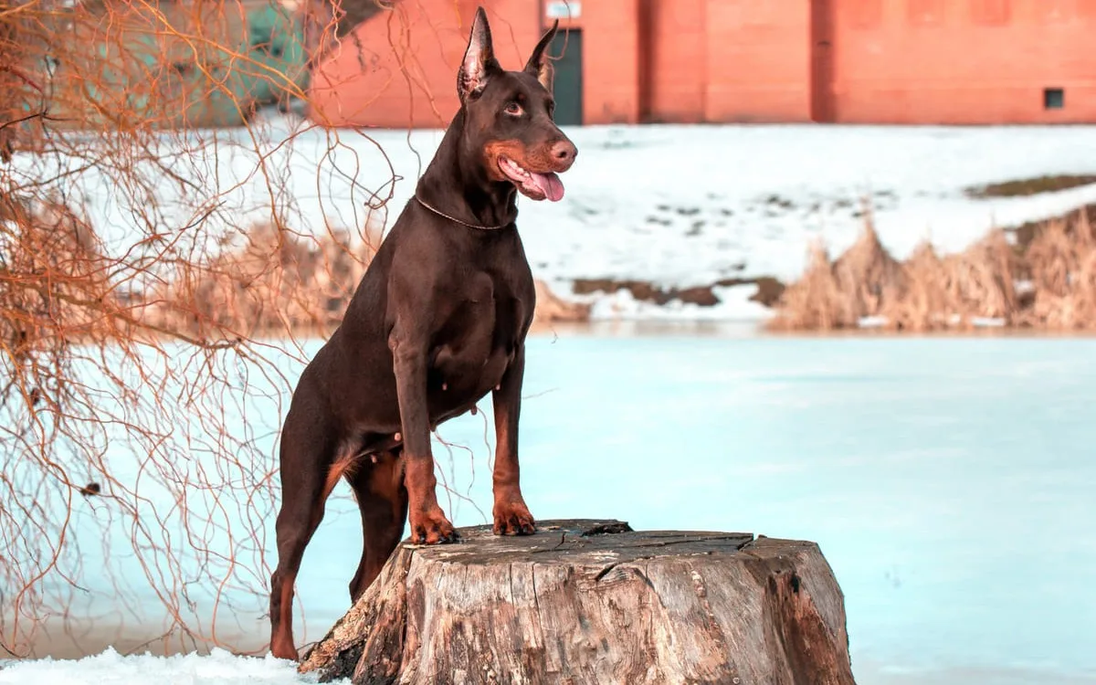 Doberman küçük görsel 2
