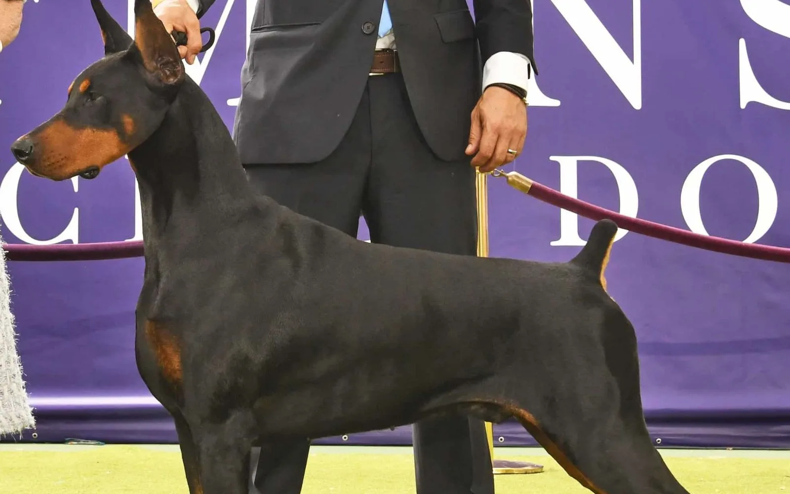 Doberman küçük görsel 5