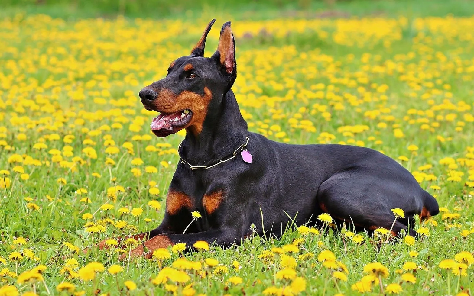 Doberman küçük görsel 4
