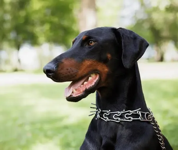 Doberman küçük görsel 7