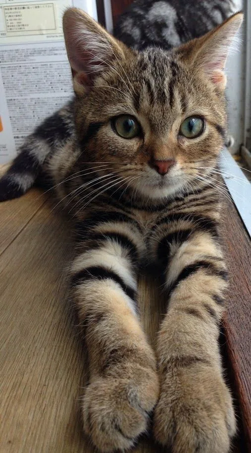 Badem — American Shorthair