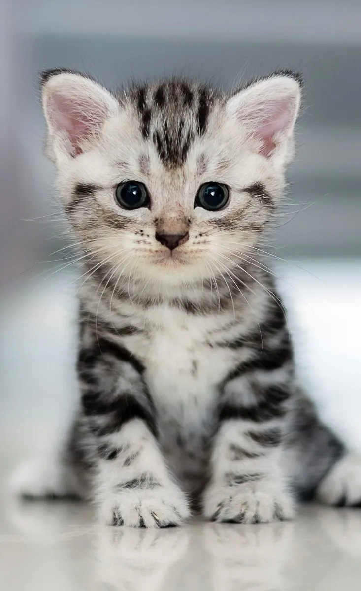 Badem — American Shorthair