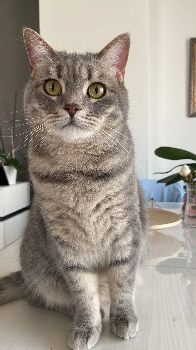 Minnoş — American Shorthair