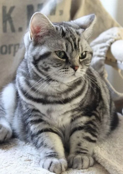 Kartopu — American Shorthair