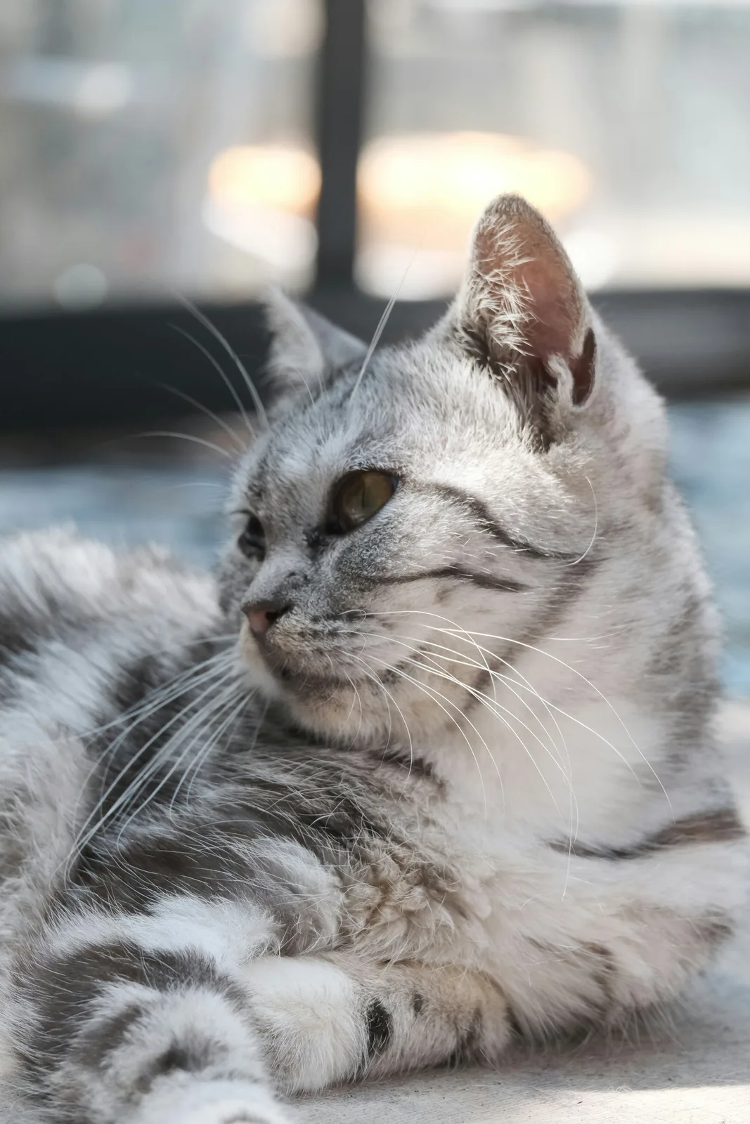Yıldız — American Shorthair