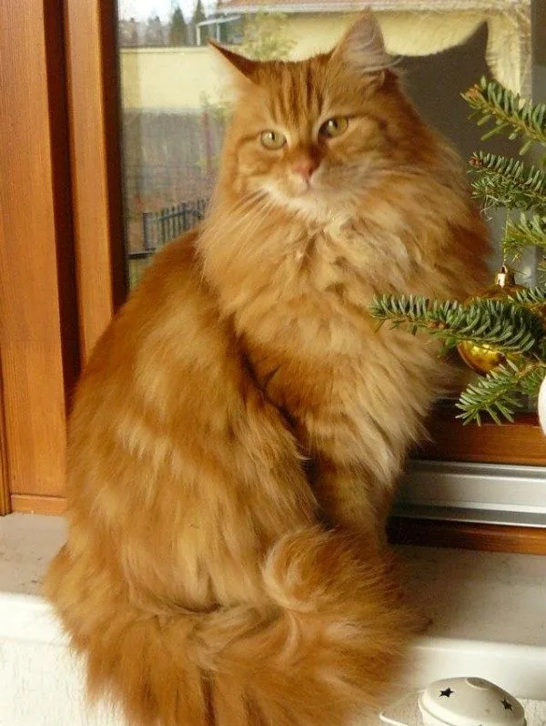 Peluş — Ankara Kedisi (Turkish Angora)