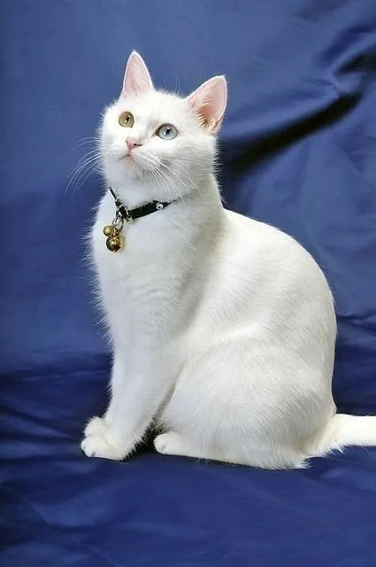 Ceviz — Ankara Kedisi (Turkish Angora)