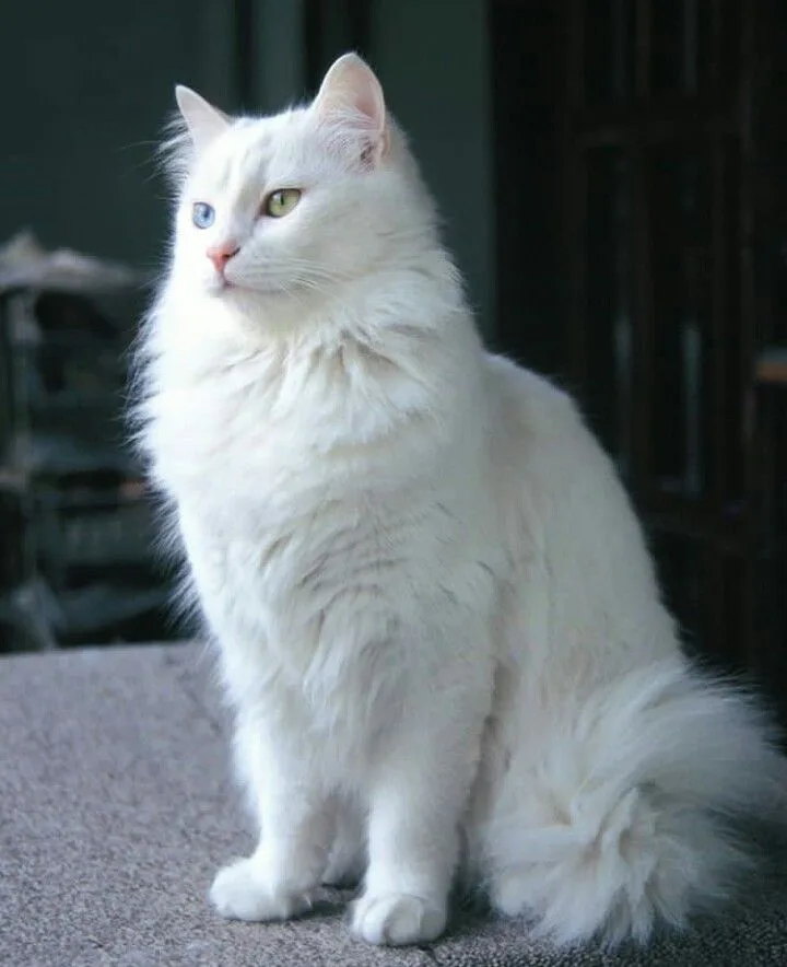 Smokin — Ankara Kedisi (Turkish Angora)
