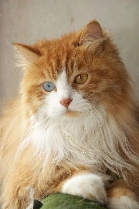 Peluş — Ankara Kedisi (Turkish Angora)