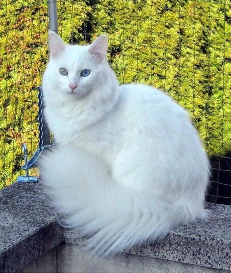 Pofuduk — Ankara Kedisi (Turkish Angora)