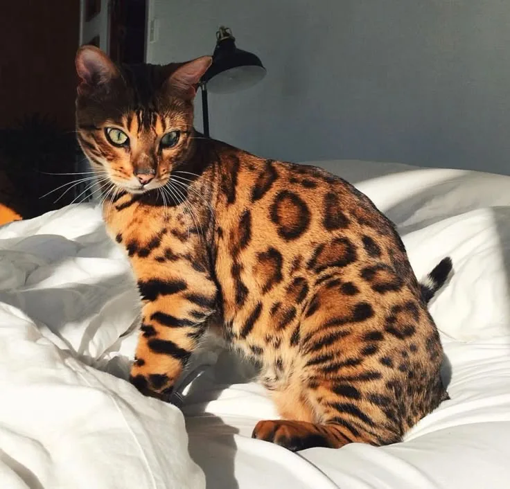 Şimşek — Bengal Kedisi