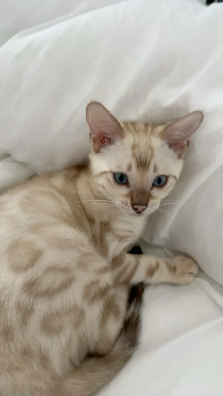 Kadife — Bengal Kedisi