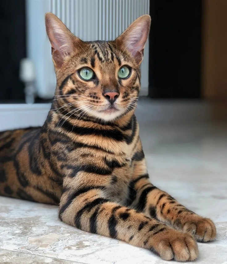 Mısır — Bengal Kedisi