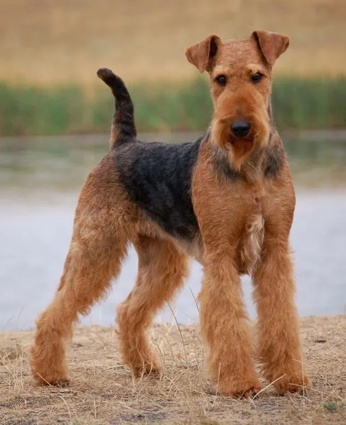 Charlie — Airedale Terrier