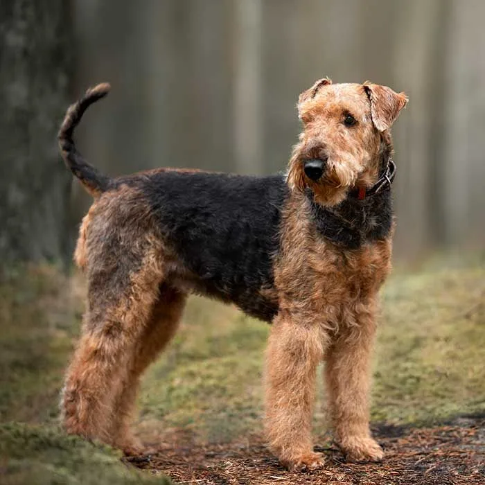 Barut — Airedale Terrier