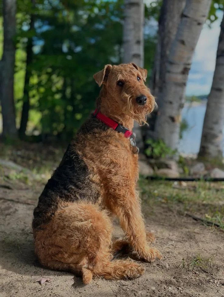 Zeus — Airedale Terrier