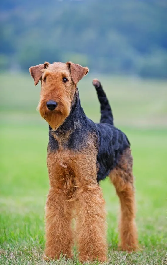Bella — Airedale Terrier