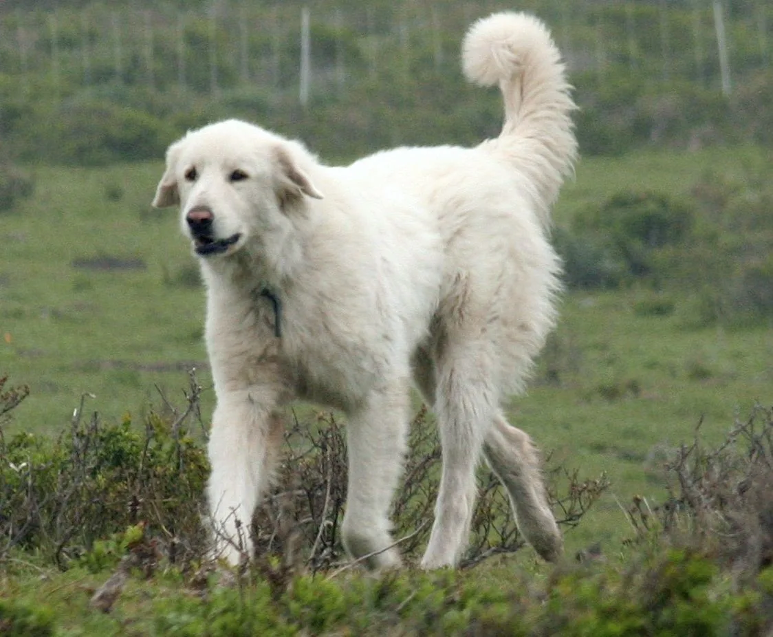 Boncuk — Akbaş