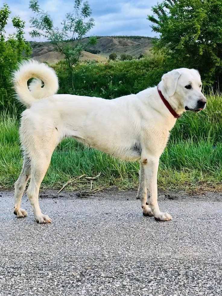 Yağmur — Akbaş