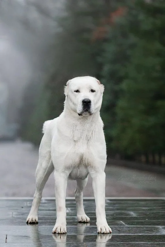 Oscar — Akbaş