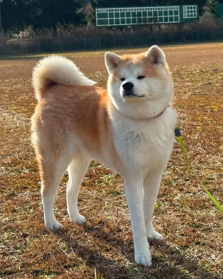 Boz — Akita Inu