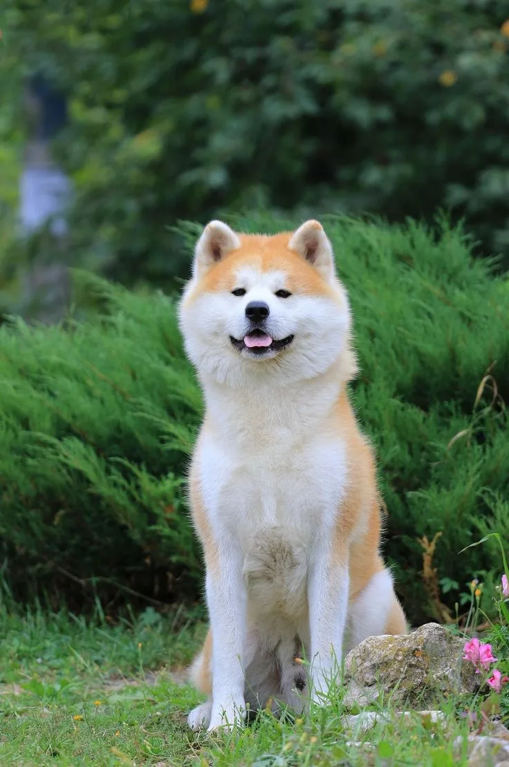 Vişne — Akita Inu