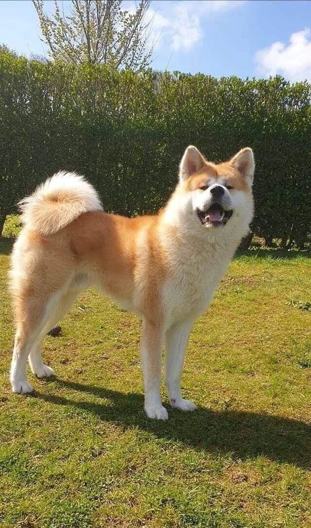Charlie — Akita Inu