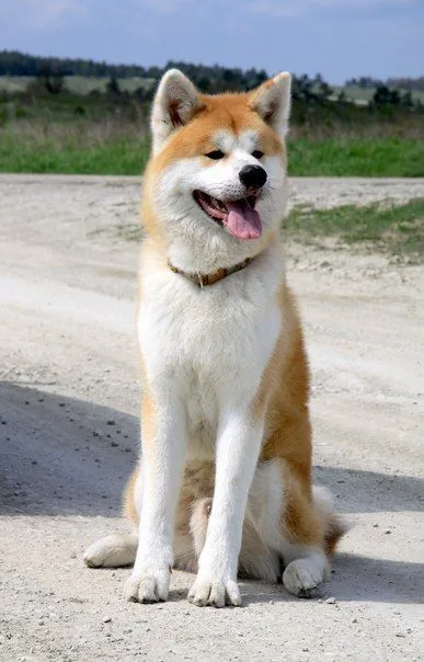 Toby — Akita Inu