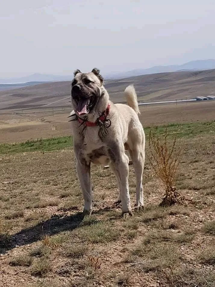 Kont — Aksaray Malaklısı