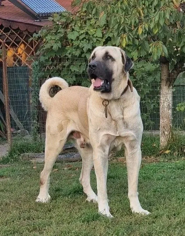 Bora — Aksaray Malaklısı
