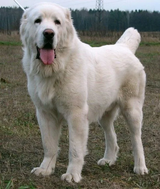 Oscar — Alabay (Alabai)