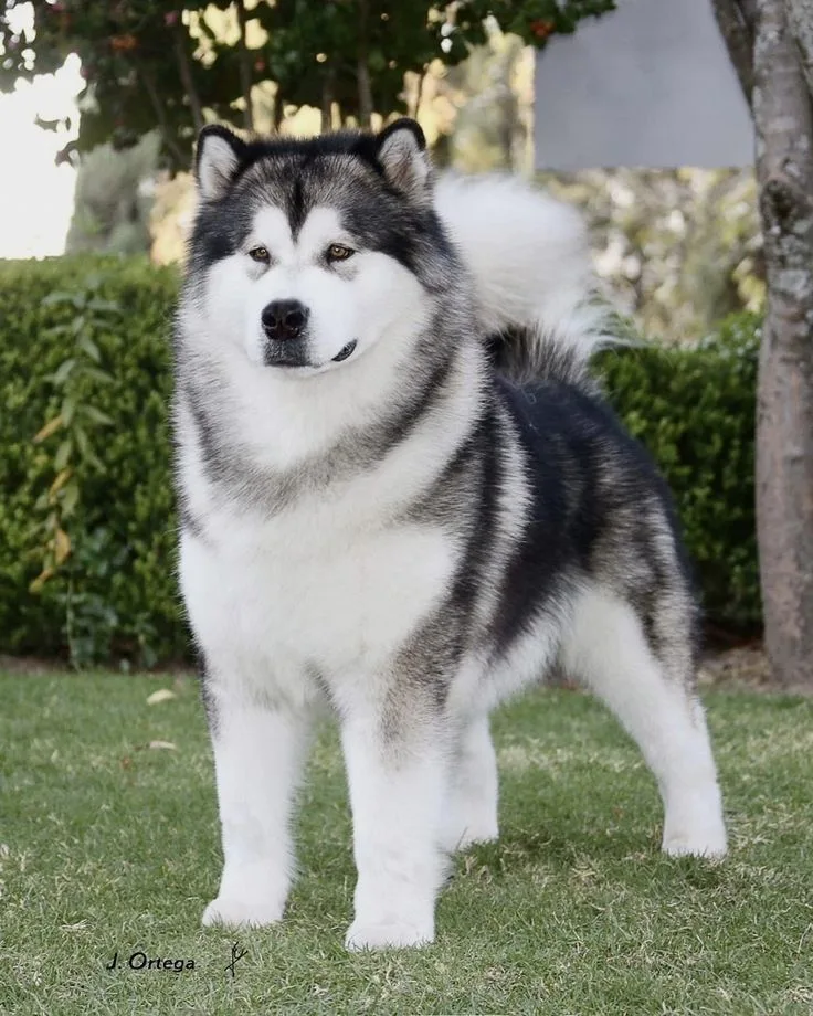Mia — Alaskan Malamute