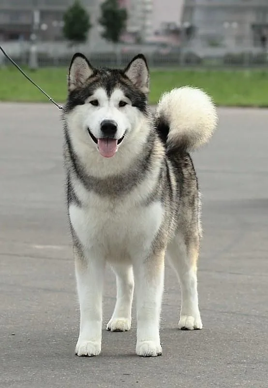 Hektor — Alaskan Malamute