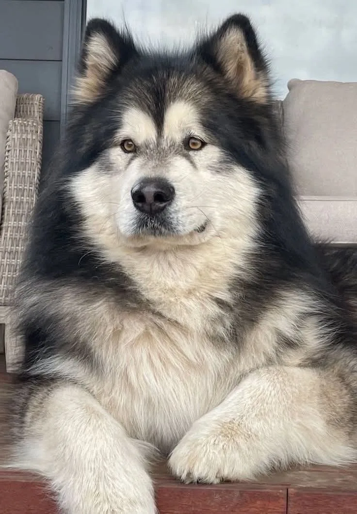 Altın — Alaskan Malamute