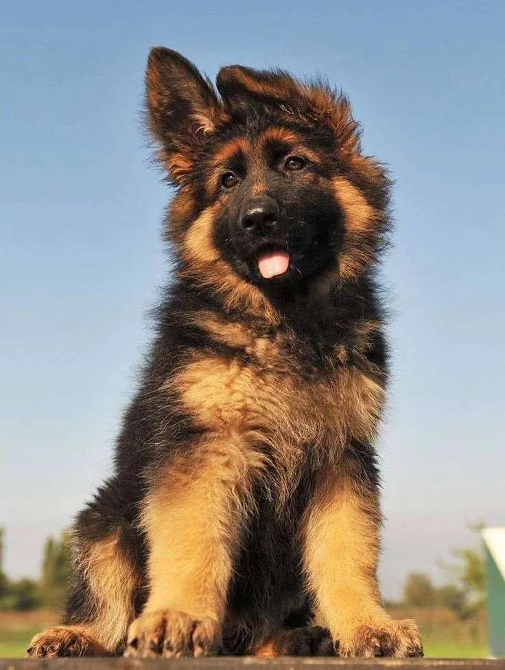 Nala — Alman Kurdu (German Shepherd)