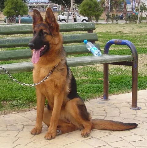 Lokum — Alman Kurdu (German Shepherd)