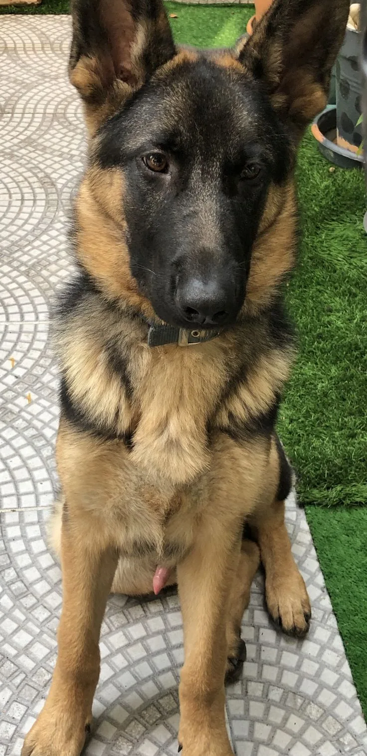 Poyraz — Alman Kurdu (German Shepherd)