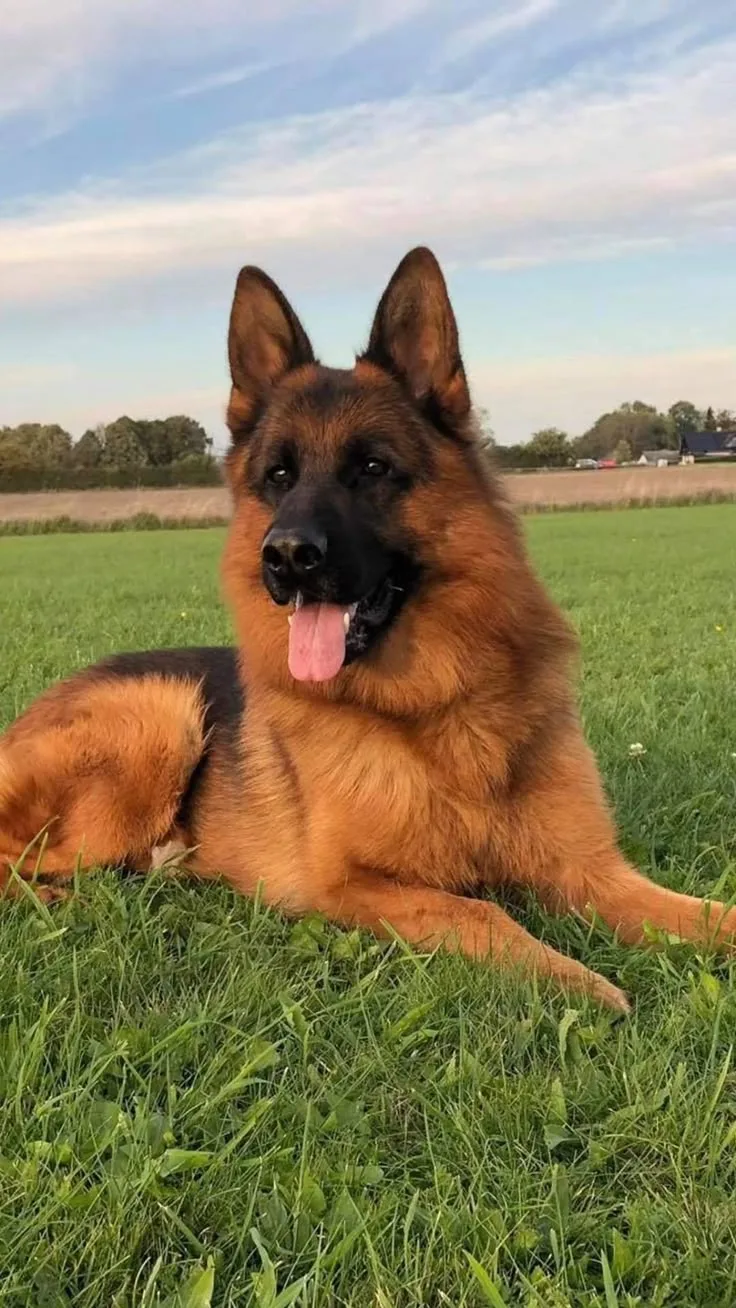 Safir — Alman Kurdu (German Shepherd)