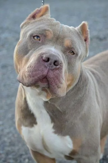 Bal — American Bully