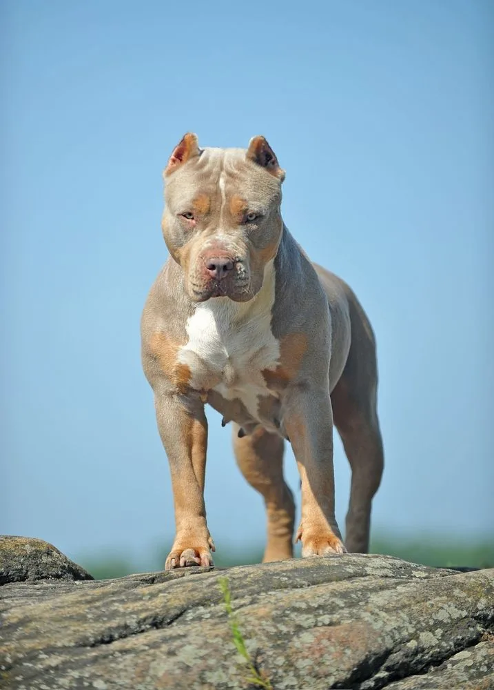 Kont — American Bully