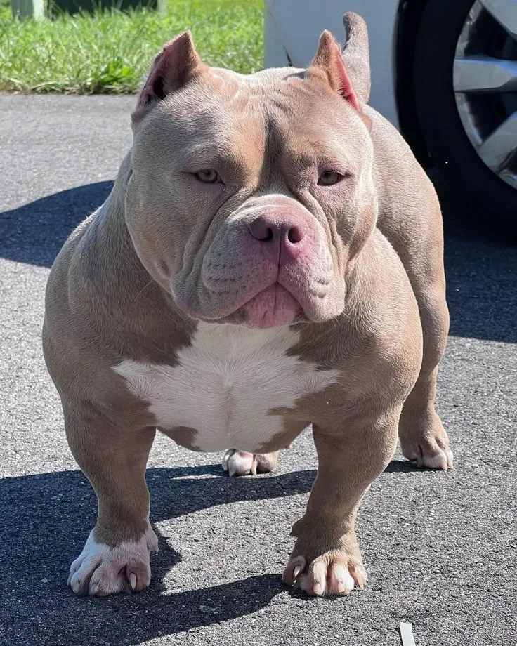 Kasırga — American Bully