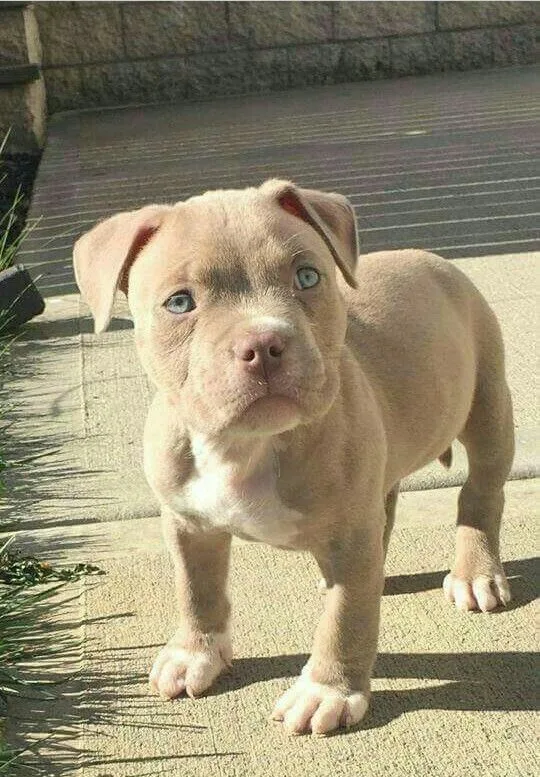 Barut — American Bully
