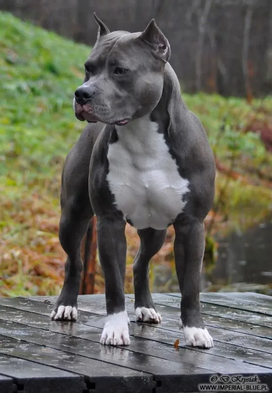 Kaptan — American Staffordshire Terrier