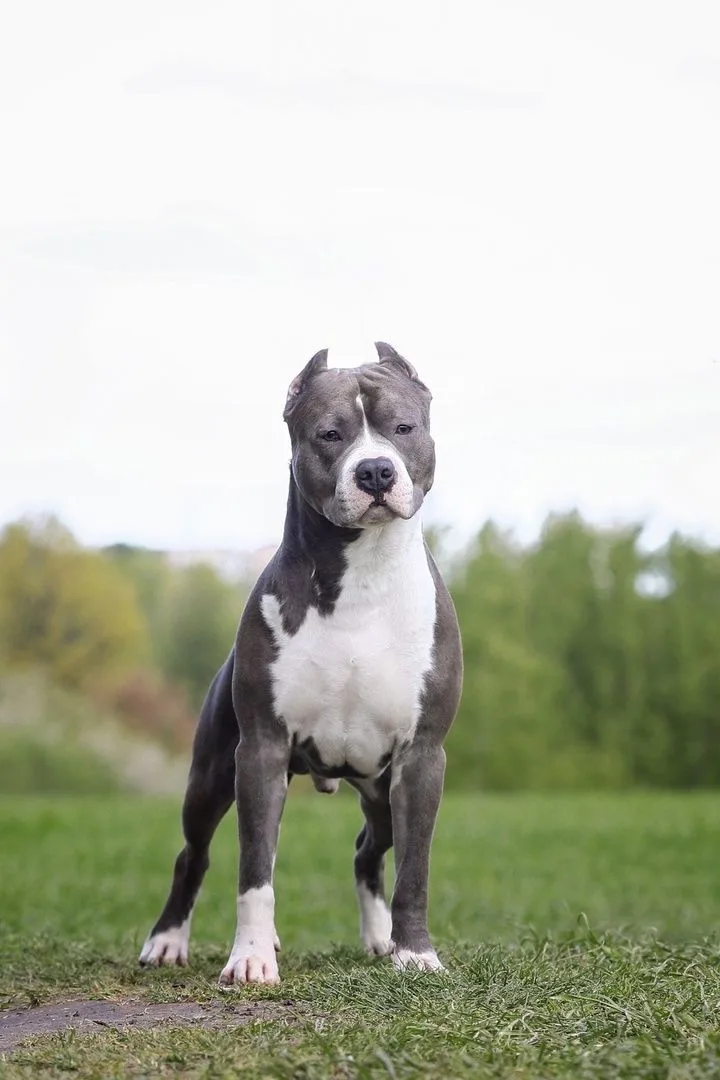 Rüzgar — American Staffordshire Terrier